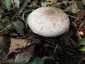 Tintaszagú csiperke (Agaricus moelleri), Somogy